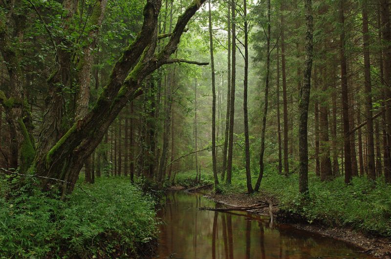 Datei:Lk urwald.jpg